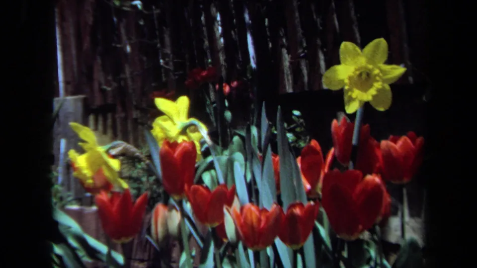 1971 Maine 8mm frame with red tulips and yellow daffodils against a shaded garden background.