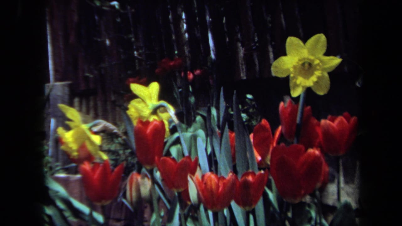 1971 Maine 8mm garden view with red tulips, yellow daffodils, green leaves, and a dark wooded background.