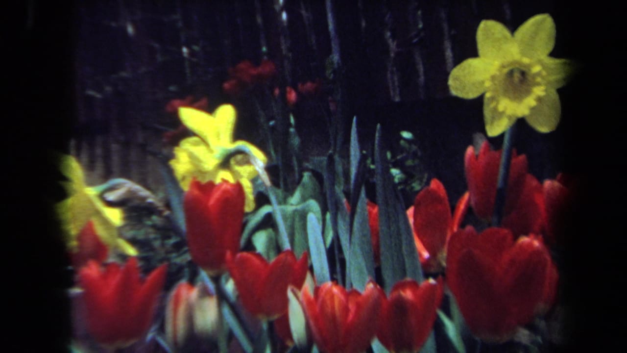 1971 Maine garden footage showing bright daffodils above red tulips with dense green leaves and dark background foliage.