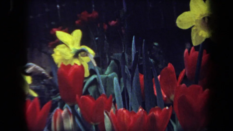 Close 1971 Maine 8mm view of red tulips and yellow daffodils, with soft focus and dark garden foliage behind.
