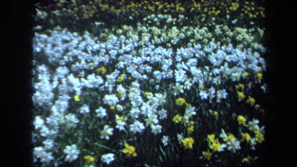 1971 Maine 8mm frame showing a wider flower bed with dense white blooms, yellow daffodils, and dark greenery.