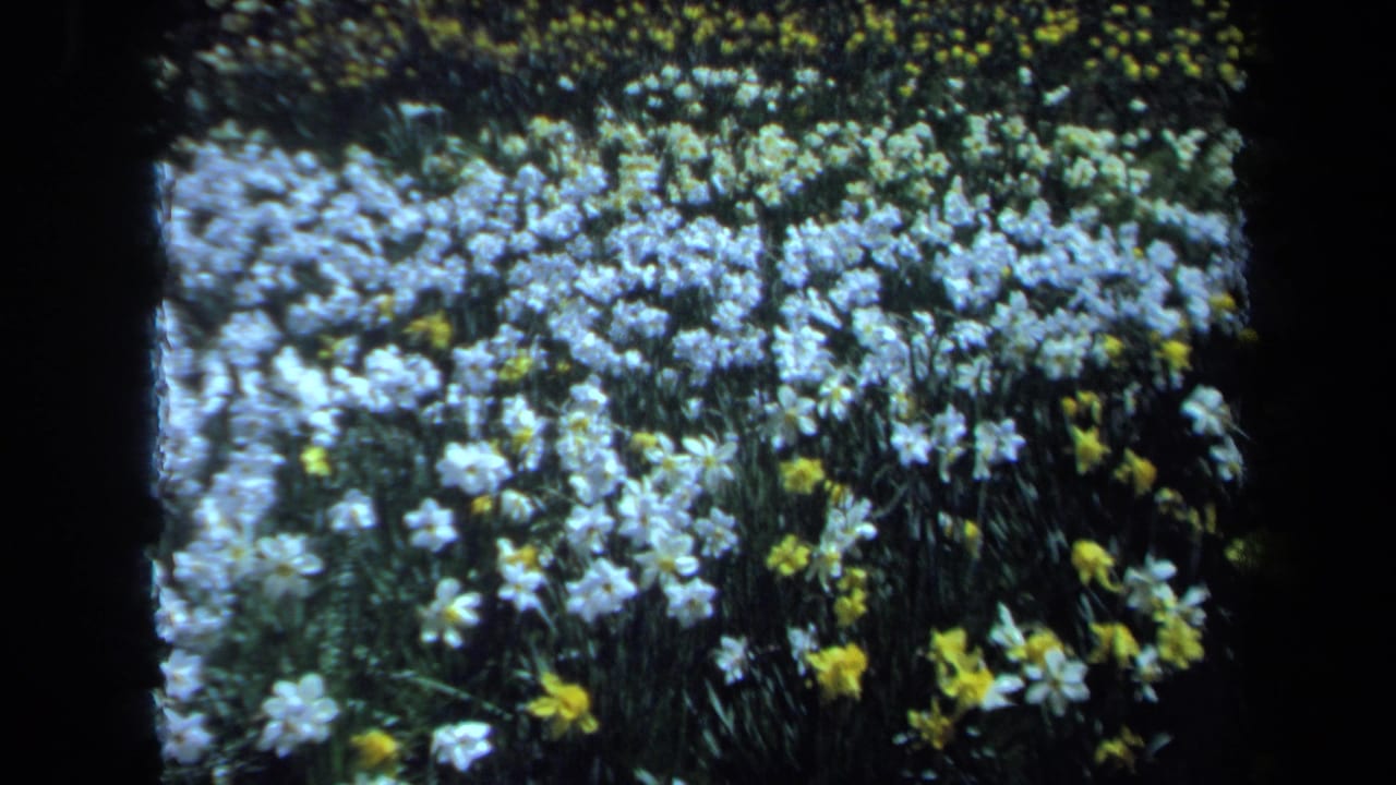 1971 Maine 8mm frame showing a dense patch of white blossoms and yellow daffodils in outdoor daylight.