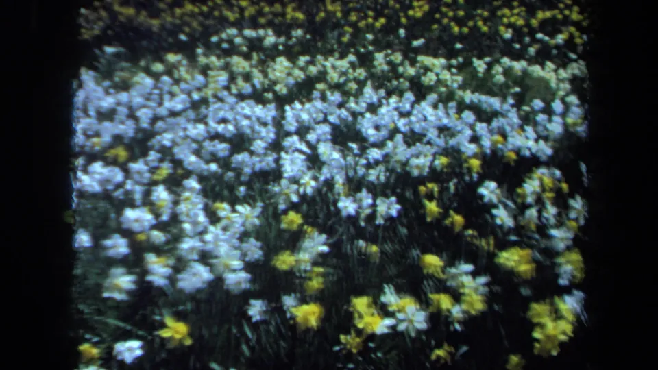 A Maine garden view on 8mm film, with pale flowers and yellow daffodils clustered among green leaves.