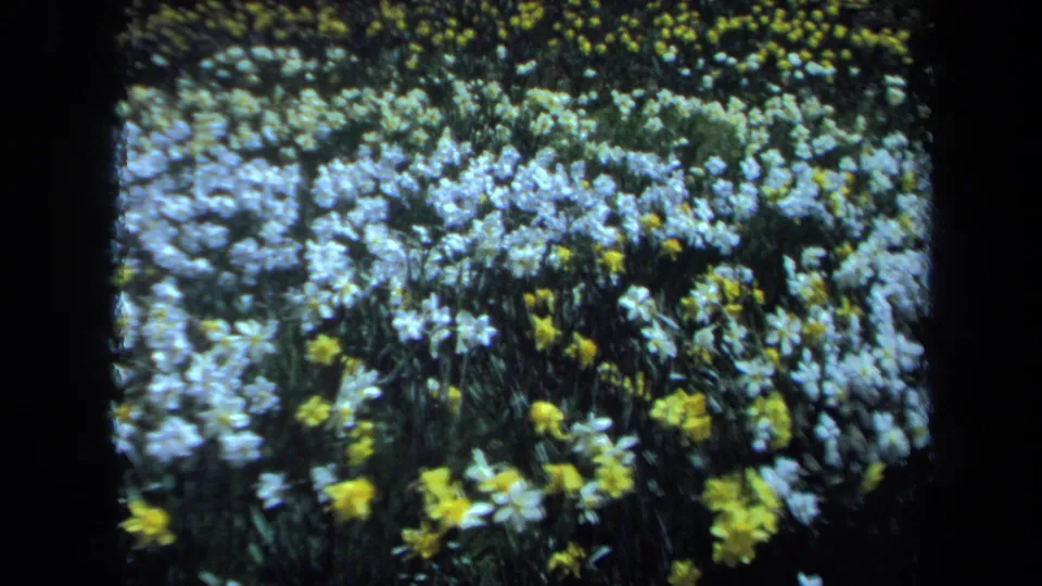 1971 Maine home-movie still of a low flower-bed view with white blossoms, yellow daffodils, and dark green foliage.