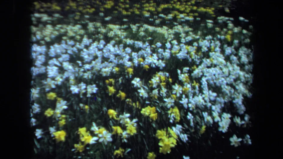Final 8mm frame of the Maine garden clip, showing white and yellow blooms with soft motion and saturated color.