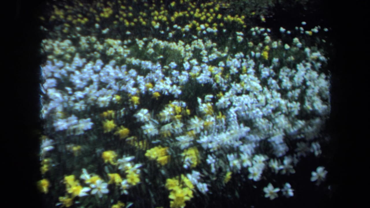 1971 Maine 8mm frame showing a wide, soft-focus patch of white and yellow daffodils in a sunny garden.