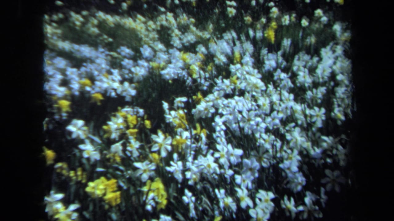 Soft 1971 Maine 8mm view moving closer into white daffodils with yellow flowers scattered among green stems.