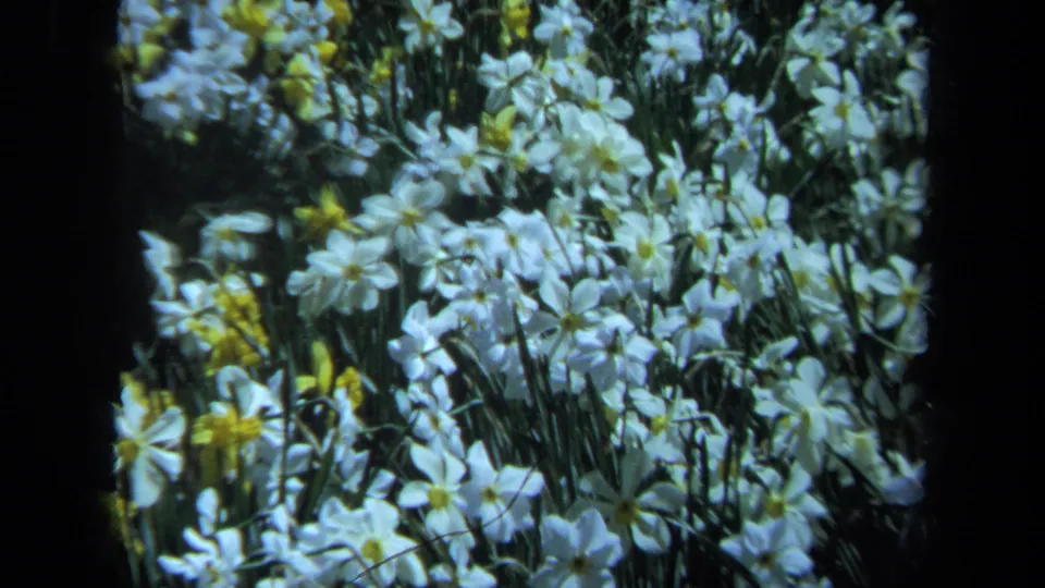 1971 Maine 8mm close-up of white daffodils with yellow centers, filmed in soft focus among dark green stems.