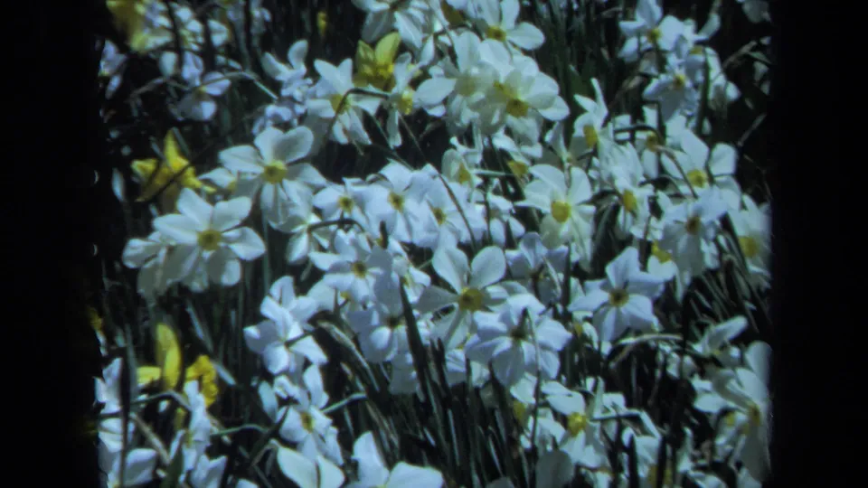 Soft 1971 Maine home-movie frame showing a close cluster of white daffodils and yellow blooms in a garden bed.