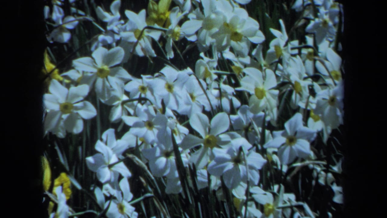 Close 1971 Maine 8mm frame of white daffodils with yellow centers filling the view against dense green foliage.
