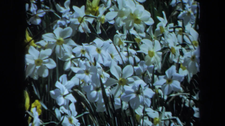 Close 1971 Maine 8mm frame of white daffodils with yellow centers filling the view against dense green foliage.