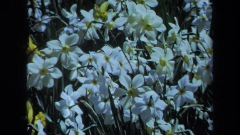 Close-up 8mm view of white spring flowers, likely daffodils, with yellow centers and green stems in Maine footage.
