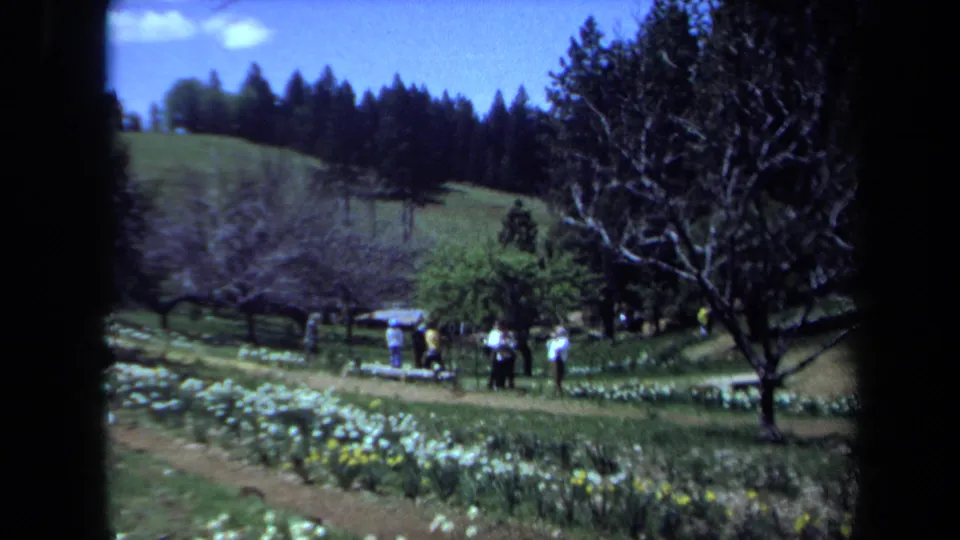Wide 1971 Maine garden view with rows of white flowers, dirt paths, trees, and small distant figures walking outdoors.