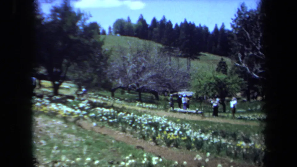 Wide 8mm frame of a Maine hillside garden in 1971, with white flower rows, trees, dirt paths, and distant walkers.