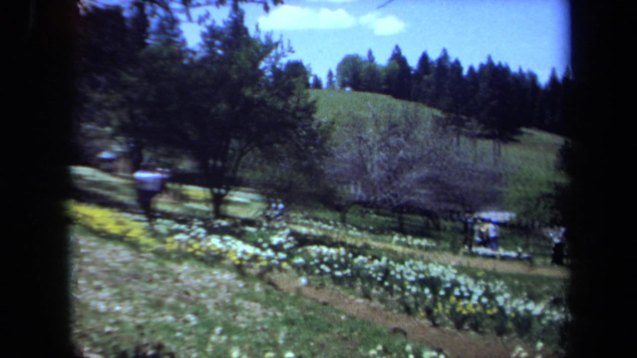 Maine 1971 8mm frame showing a sunny sloped garden with white and yellow flowers, trees, paths, and distant people.