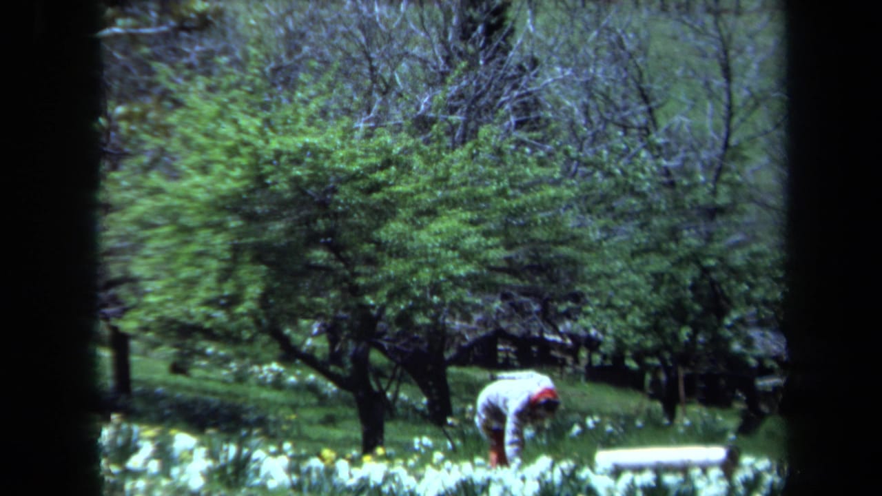 1971 Maine 8mm frame showing a woman bending among white and yellow flowers on a wooded hillside garden.