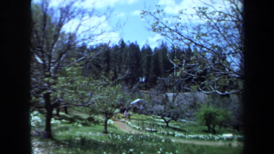 1971 Maine home-movie frame showing a quiet hillside garden panorama with flowers, trees, and wooded background.