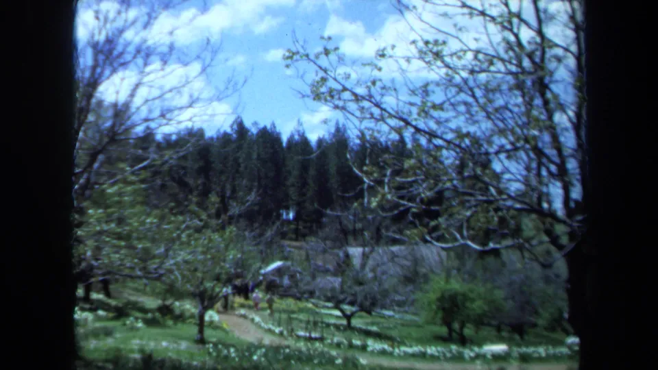 1971 Maine home-movie view of a garden path framed by branches, with grass, blossoms, and dense trees beyond.