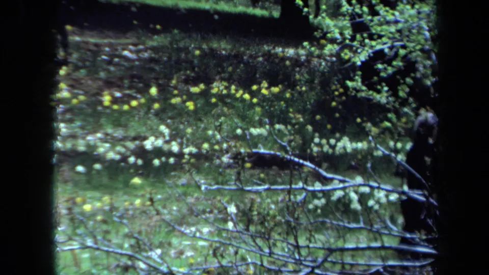 A distant figure moves along the edge of a 1971 Maine park frame, partly obscured by branches and trees.