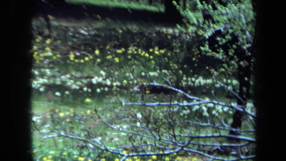 A 1971 Maine park view shows flowers, grass, and bare branches, with the walker partly visible near the frame edge.