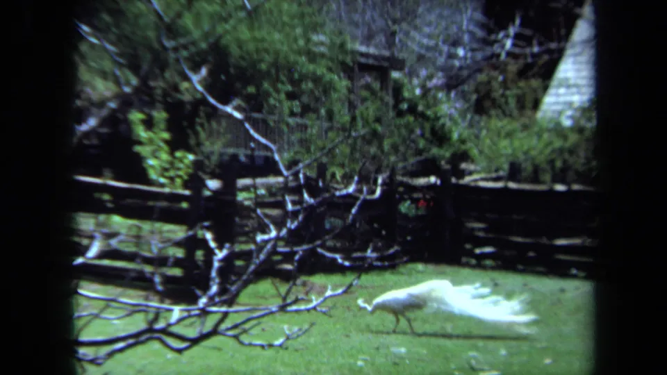 White peacock moving through a grassy Maine enclosure in 1971, partly framed by leafless branches and dark wood rails.