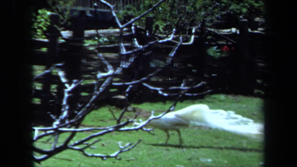 A closer 8mm view of the white peacock in the Maine enclosure, with foreground branches crossing the frame and wooden fencing behind.