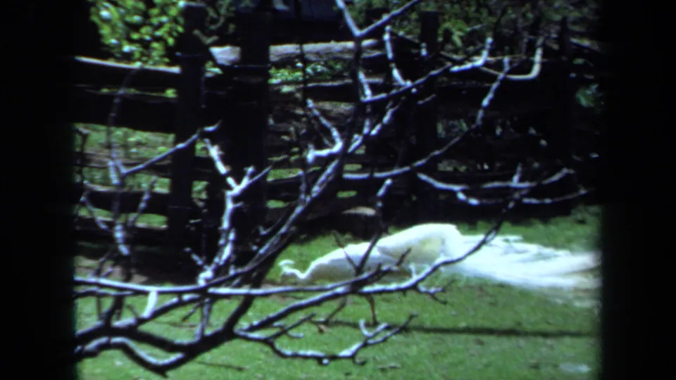 The white peacock appears to lower its head while crossing the grassy enclosure, framed by bare branches and a dark rail fence.