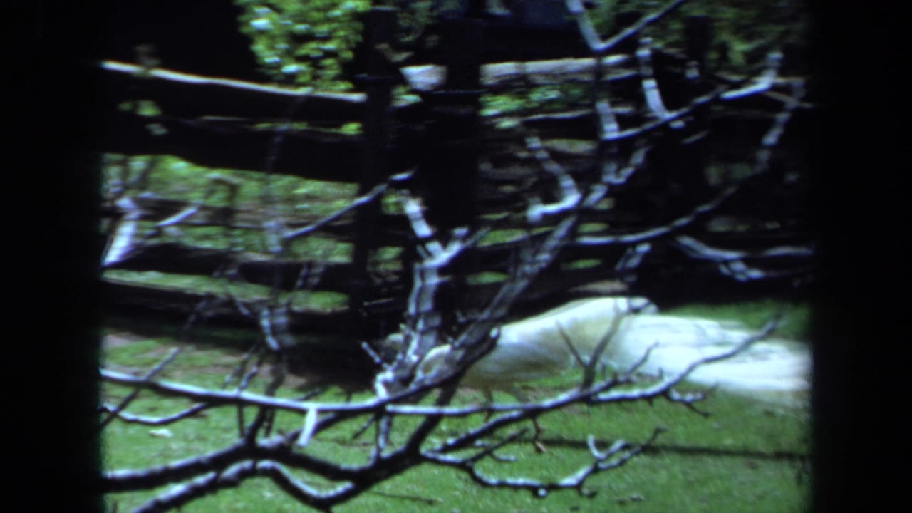 1971 Maine 8mm frame with branches in front of grass, a wooden fence, and a white bird in the yard background.