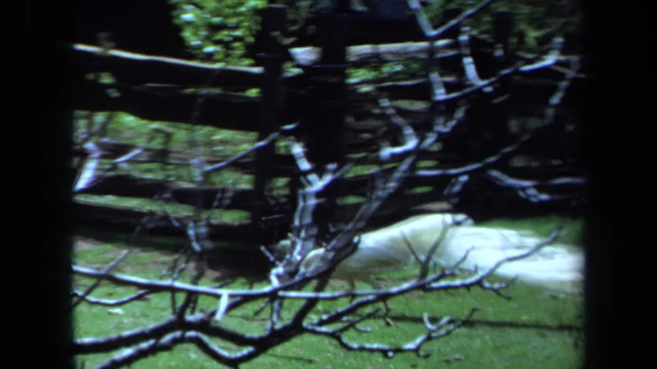 1971 Maine 8mm frame with branches in front of grass, a wooden fence, and a white bird in the yard background.