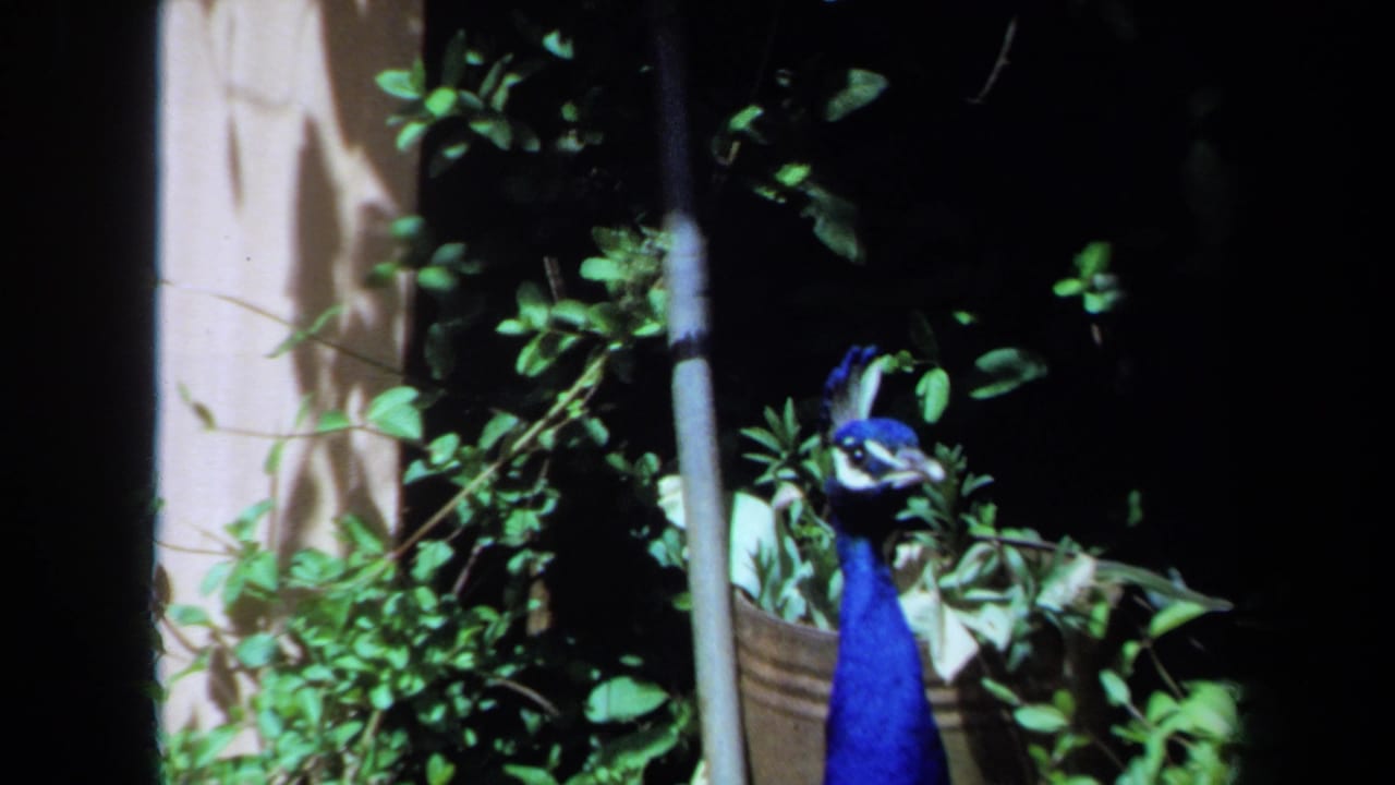 1971 Maine 8mm frame showing a blue peacock near potted foliage, leafy plants, and a pale exterior wall.