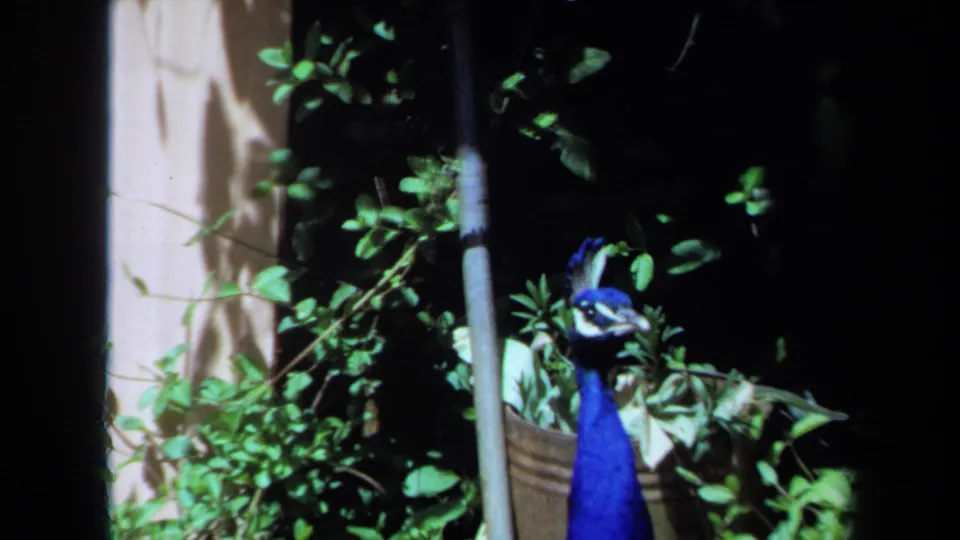 1971 Maine 8mm frame showing a blue peacock near potted foliage, leafy plants, and a pale exterior wall.