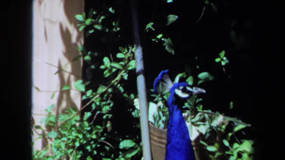 1971 Maine 8mm frame with the peacock closer to camera, surrounded by foliage, a post, and shaded garden growth.