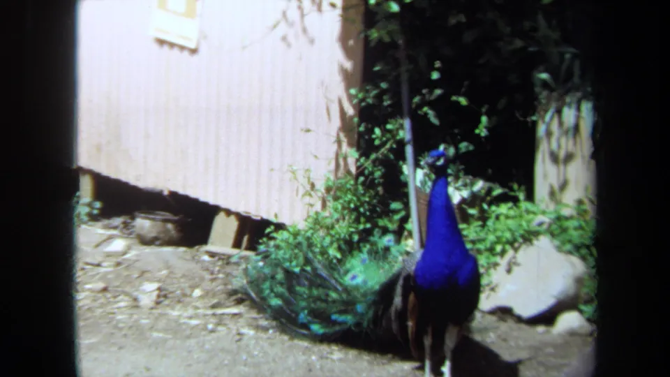 1971 Maine 8mm frame showing a peacock beside a pale wooden wall, garden plants, rocks, and dirt ground.