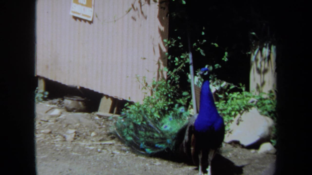 Peacock standing beside a wooden shed in a sunny garden area.