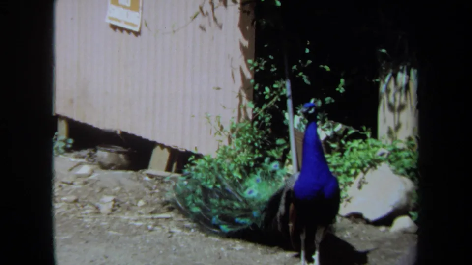 A blue-necked peacock stands near foliage and a wooden shed in 1971 Maine 8mm home-movie footage.