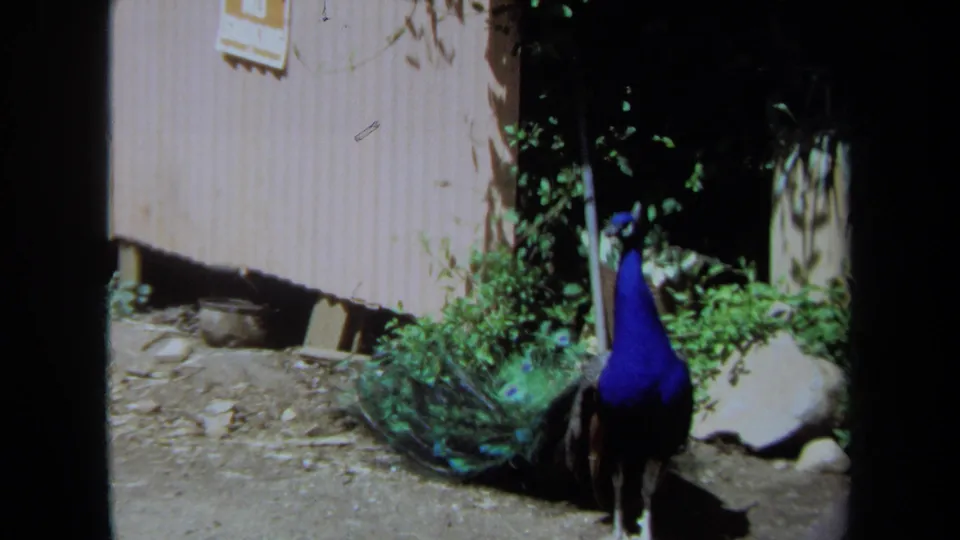 The peacock remains near the shed and garden foliage, with its blue neck and green tail visible in the 1971 Maine footage.