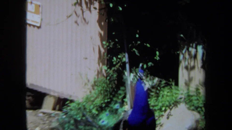 A peacock turns slightly in the garden area beside a wooden shed, filmed on 8mm in Maine in 1971.