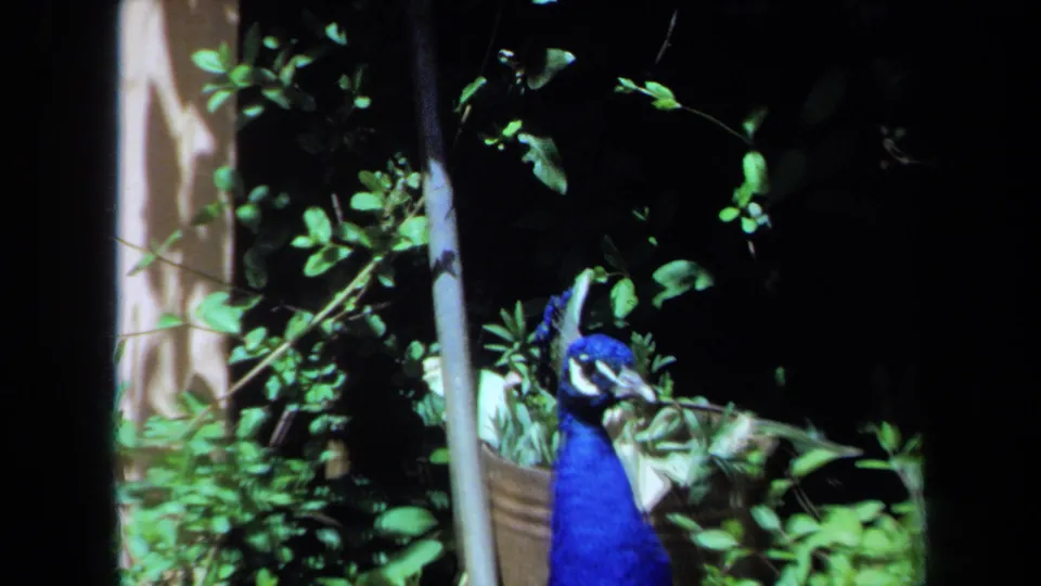 Closer 1971 Maine frame of the peacock's blue head and neck among bright leaves and deep garden shadow.