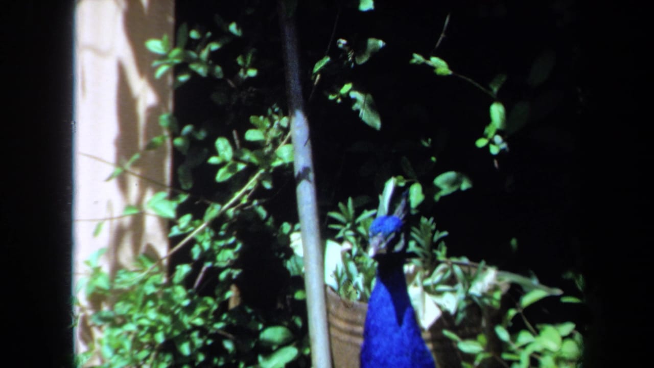 A peacock stands near dense greenery and a light-colored wall in 1971 Maine 8mm home-movie footage.