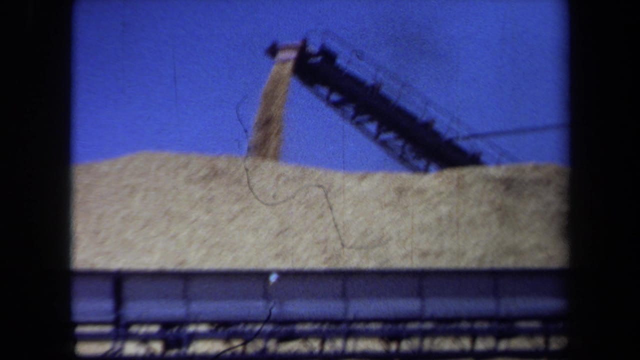 Conveyor machinery pours grain onto a large pale pile beneath a blue sky.