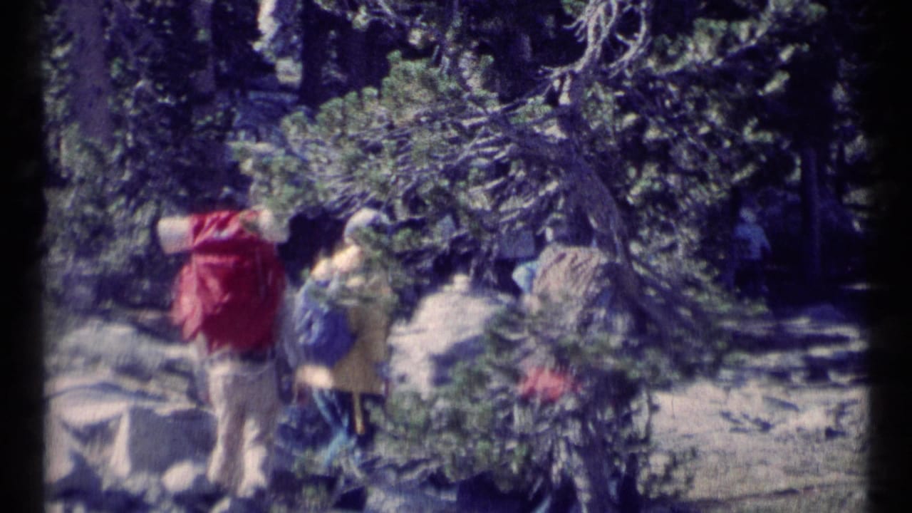 Hikers with large backpacks walk along a shaded forest trail.