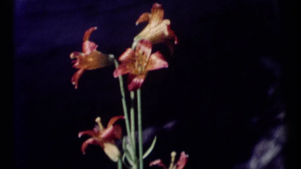 Close 8mm view of orange-pink wild lilies, likely filmed along the Montana hiking route.