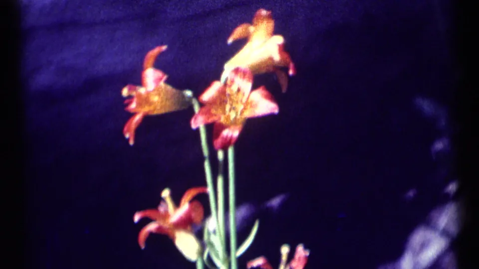 A second close view of wild lilies shows the aged 8mm film's saturated color and soft exposure.