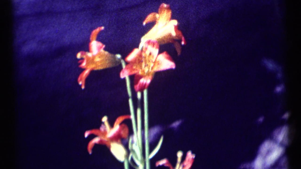 Red-orange lilies on green stems against a dark purple background.