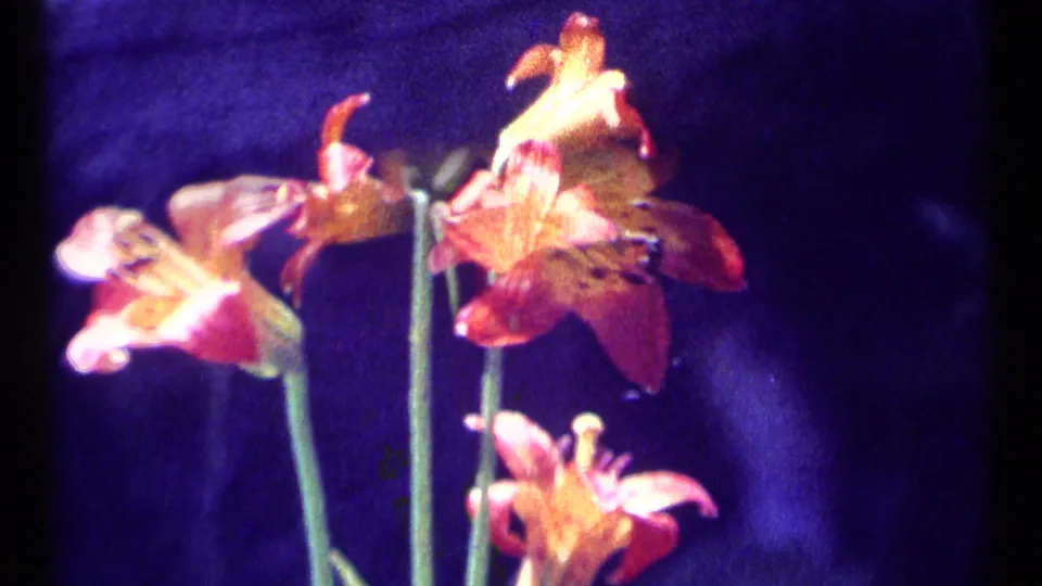 1973 Scapegoat Wilderness 8mm frame with orange lilies and a sideways blossom against deep purple shadow.