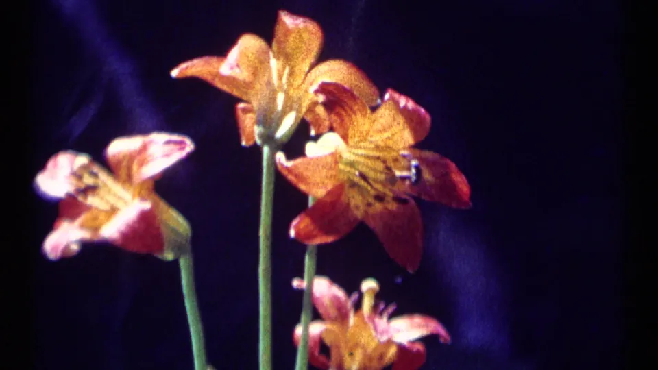1973 Montana 8mm frame showing tall green stems and warm orange lily petals in a close floral view.