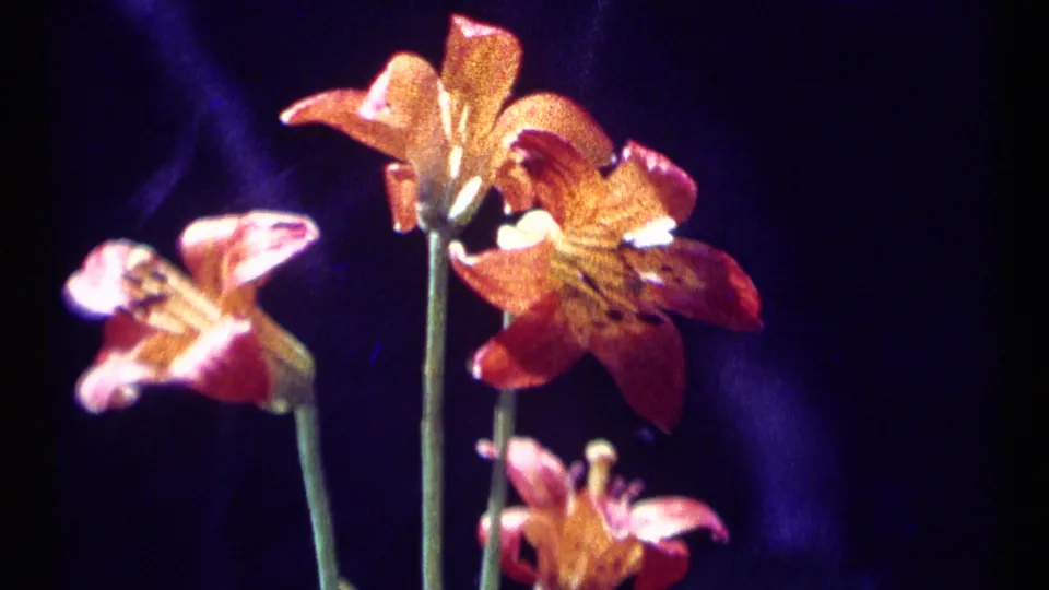1973 Scapegoat Wilderness 8mm frame with overlapping orange and pink lilies against a dark purple field.