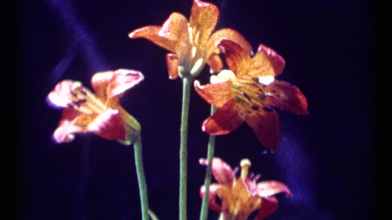 Close-up of orange lilies filmed on 8mm during the 1973 Scapegoat Wilderness, Montana home-movie sequence.