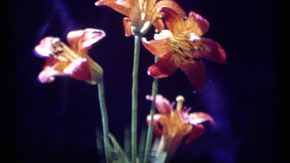 Tall orange lilies appear in close-up within the 1973 Montana wilderness home-movie footage.
