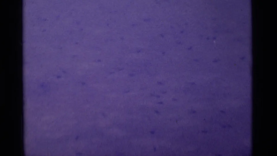 8mm home-movie frame from the 1975 Minaret Wilderness clip showing scattered tadpoles in still, purple-tinted pond water.